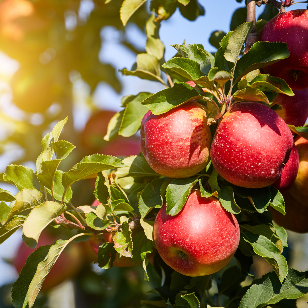 Apple Orchard Sugar Scrub