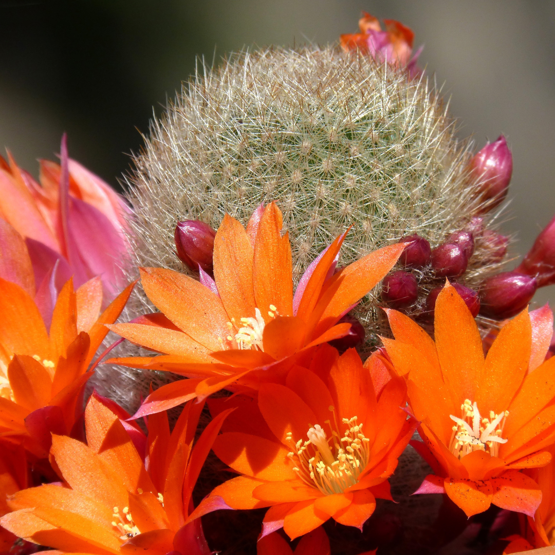 Cactus Blossom Sugar Scrub